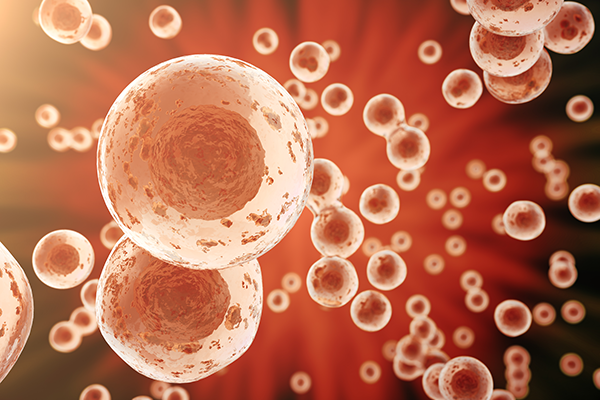 Cells in suspension Cells in suspension